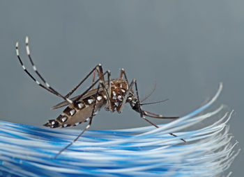 Close-up of spider on web against blue background