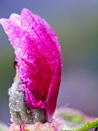 Close-up of water drops on pink flower