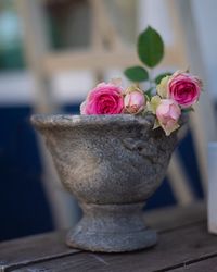 Close-up of rose flower pot on table