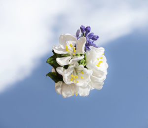 Close-up of white flowers