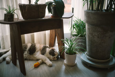 Cat sitting on table at home