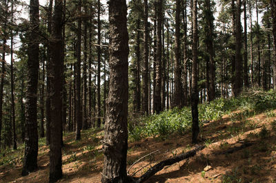 Pine trees in forest