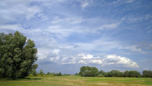 Trees on field against cloudy sky