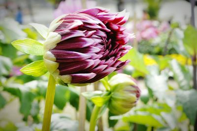 Close-up of purple flowering plant