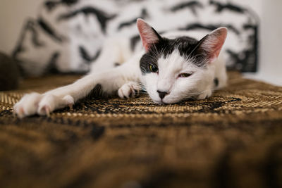 Close-up of cat lying on bed at home