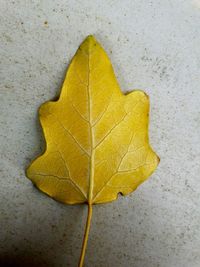 High angle view of yellow leaf on concrete