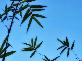 Low angle view of plant against blue sky