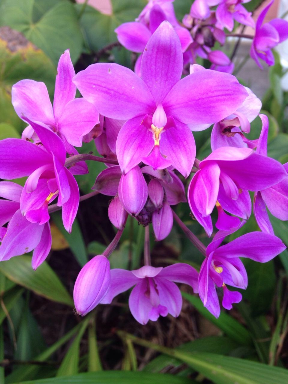 flower, freshness, petal, growth, fragility, purple, beauty in nature, flower head, close-up, focus on foreground, blooming, nature, plant, park - man made space, pink color, day, in bloom, selective focus, outdoors, no people