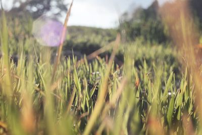 Close-up of wheat growing on field