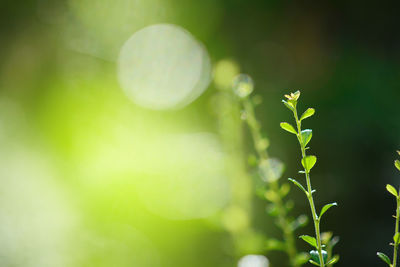 Close-up of plant leaves