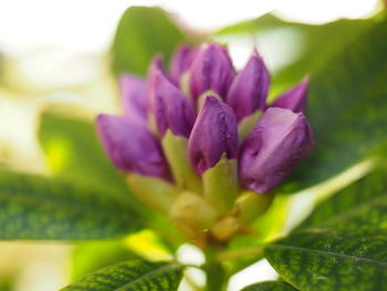 Close-up of purple flower blooming outdoors