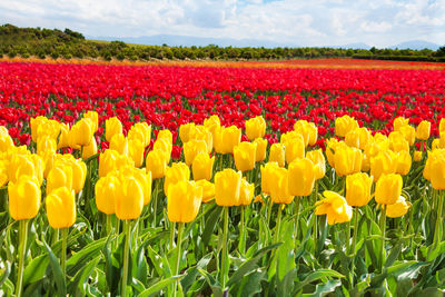 Yellow tulips in field