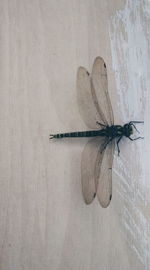 Close-up of insect on wall