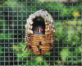Bird inside its cage in zoo