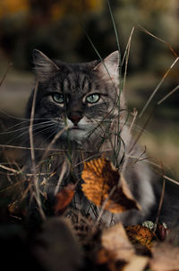 Portrait of cat on field
