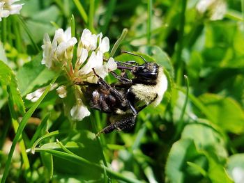 Close-up of butterfly pollinating on flower