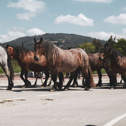 Horses standing in ranch against sky