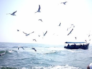 Seagull flying over sea