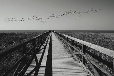 Birds flying over sea against clear sky