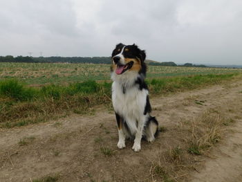 Dog standing on field