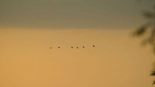 Low angle view of birds flying against orange sky