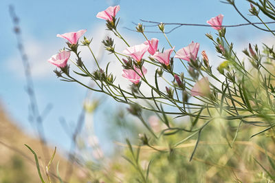 Close-up of pink flowering plant