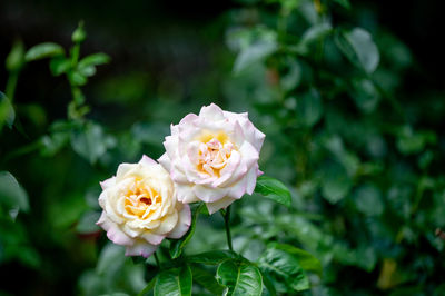 Close-up of white rose