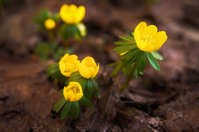 Close-up of yellow flowering plant on field