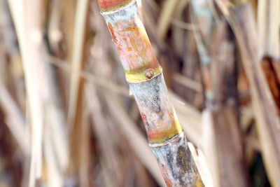 Close-up of sugar cane