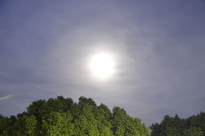 Low angle view of trees against sky