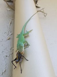 Close-up of insect on wall