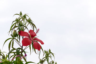 Low angle view of red flowers blooming against sky