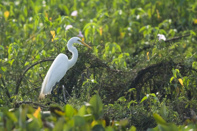 Close-up of white bird on field