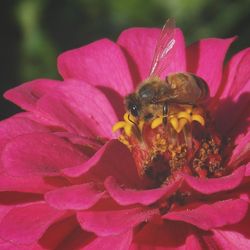 Close-up of bee on flower