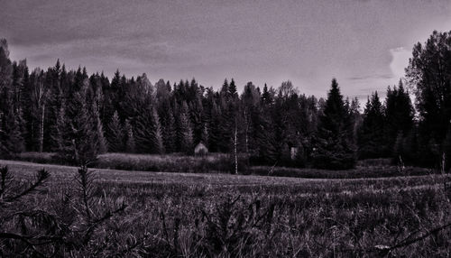 Trees on field against sky