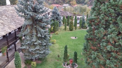 Plants growing in a park