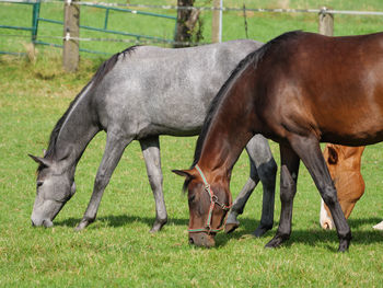 Horse grazing in a field