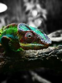 Close-up of a turtle