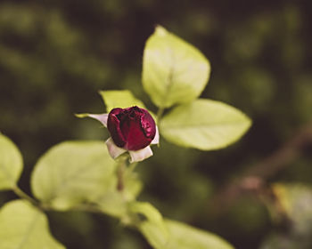 Close-up of red rose bud