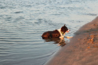 Dog in the sea