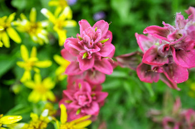 Close-up of pink flowering plant