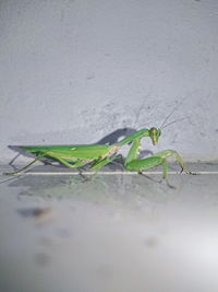 Close-up of insect on wall