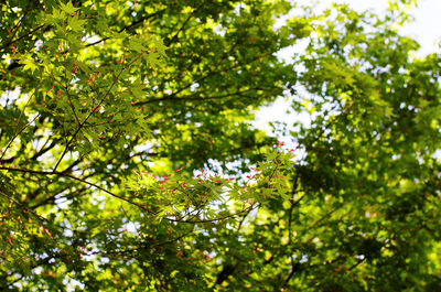 Low angle view of trees