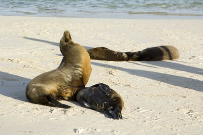 Seals relaxing on beach at galapagos islands