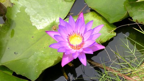 High angle view of lotus water lily