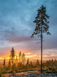 Tree against sky during sunset