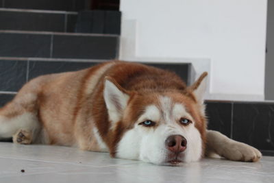 Portrait of dog resting on floor at home