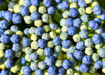 Full frame shot of blue berries