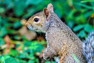 Close-up of squirrel