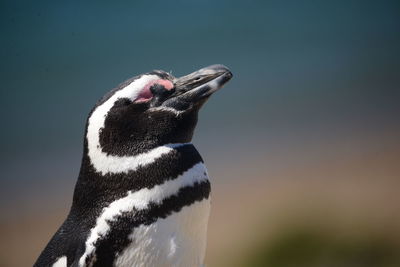 Close-up of a pinguino against blurred background